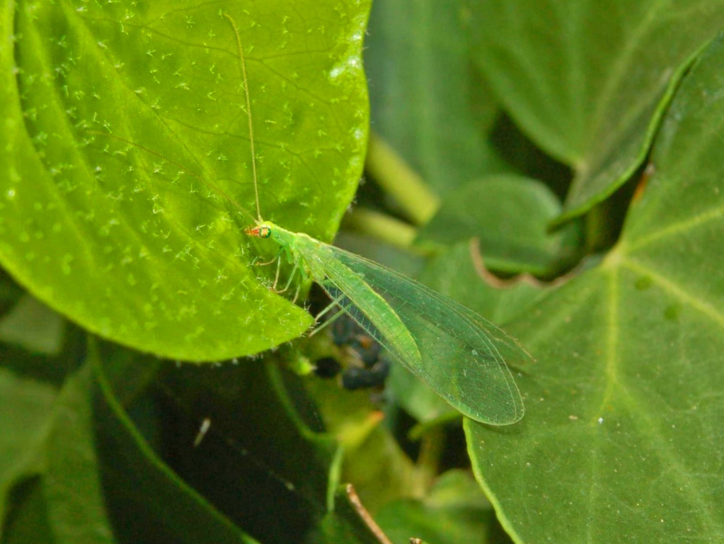 Chrysoperla sp.